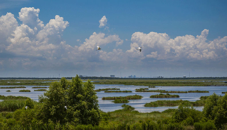 Mississippi wetlands