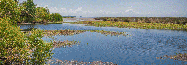 Mississippi wetlands