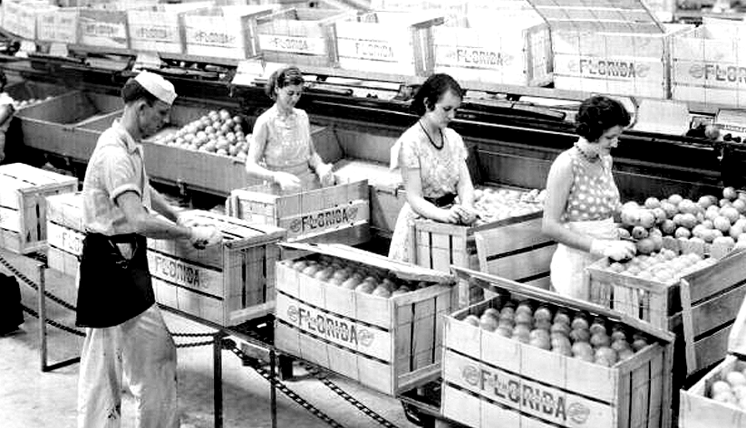 Employees at the Florence Citrus Growers Association packing boxes in 1934. Photo courtesy of the State Archives of Florida's Florida Memory Project