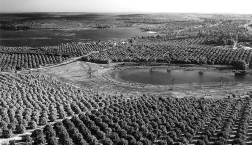 Citrus groves in central Florida, 1966. Photo courtesy of the State Archives of Florida's Florida Memory Project