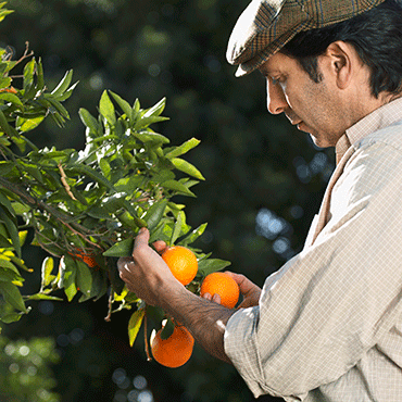 a man evaluating the ripeness of oranges still hanging from the branch of a tree